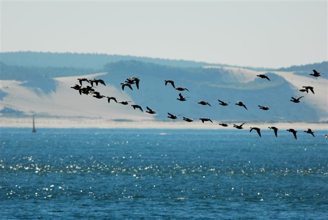 bernache_arcachon.jpg