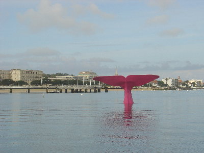 queue de baleine 1.jpg