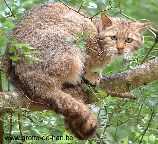 Chat-sauvage-grotte-de-han-bis.jpg