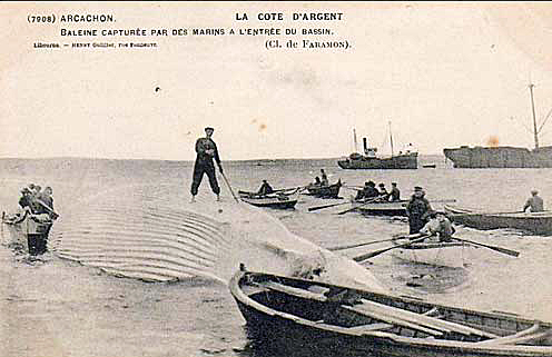 baleine_arcachon.jpg