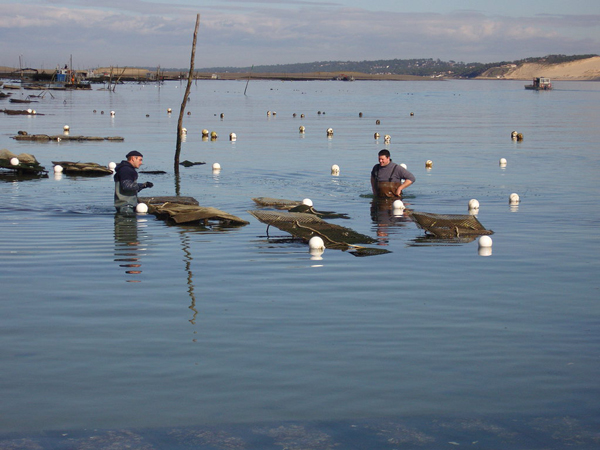 huitre_banc_arguin_arcachon.jpg