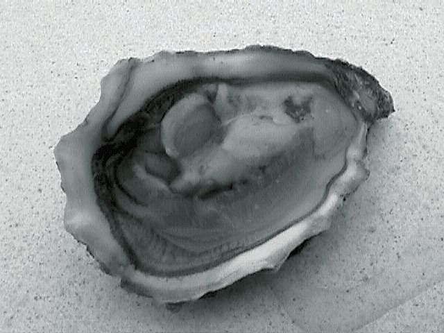 huitre_crassostera.jpg