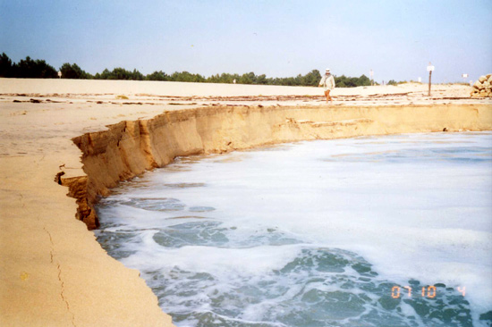 plagepointecapferret.jpg