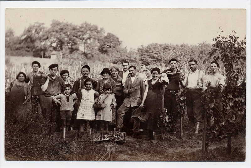 vendangeurs_bassin_arcachon.jpg