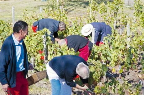 vigne_bassin_arcachon_lateste.jpg